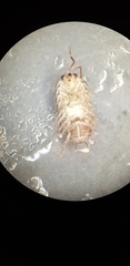 Porcellio gallicus