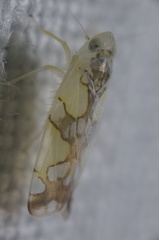 Protalebrella conica