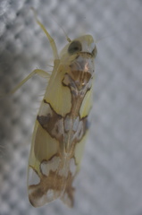 Protalebrella conica