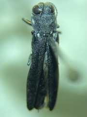 Agrilus carpini