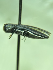 Agrilus carpini
