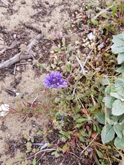 Gilia capitata chamissonis