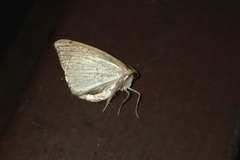 Lepidoptera