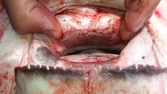 Myliobatis chilensis