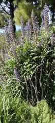 Echium callithyrsum image