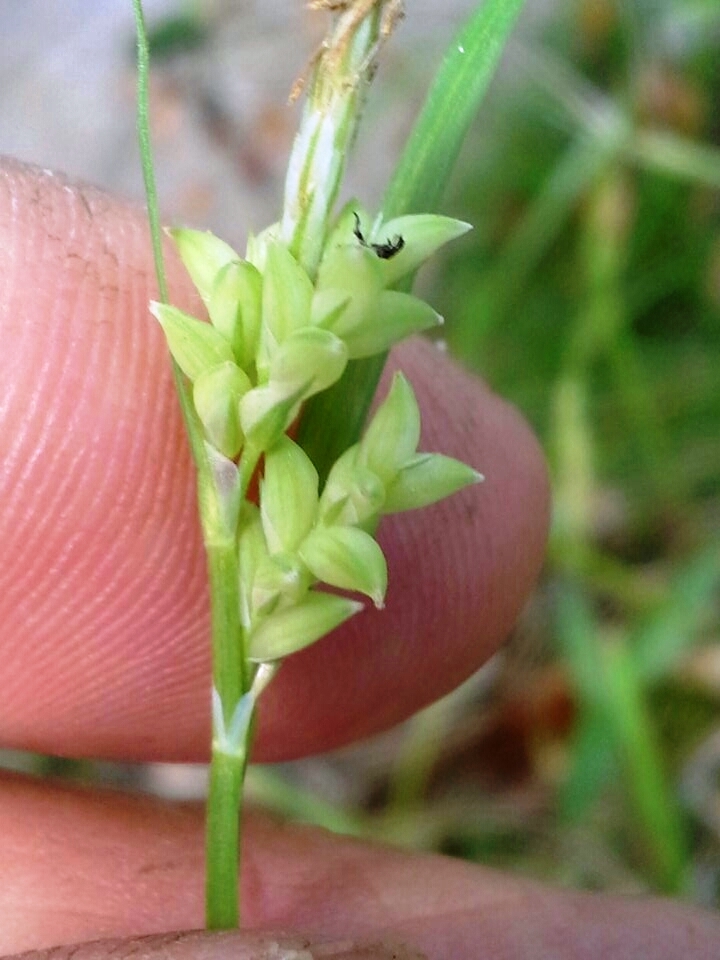 Carex crebriflora