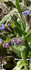 Anchusa azurea image