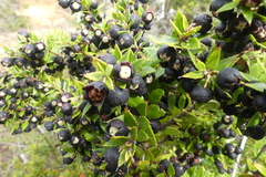 Gaultheria phillyreifolia
