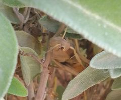 Acanthacris ruficornis