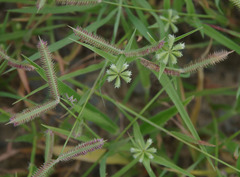 Dactyloctenium radulans