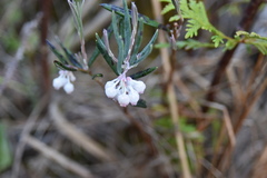 Andromeda polifolia glaucophylla