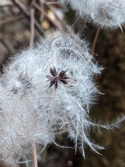 Clematis vitalba
