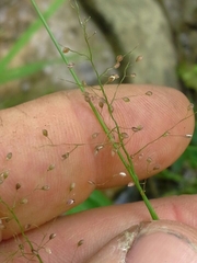 Dichanthelium ensifolium