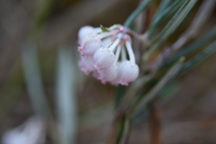 Andromeda polifolia glaucophylla
