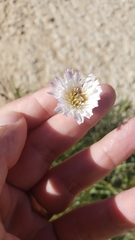 Malacothrix saxatilis tenuifolia