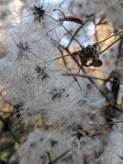 Clematis vitalba