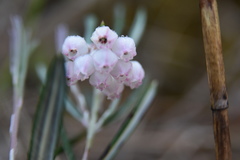 Andromeda polifolia glaucophylla