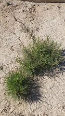 Malacothrix saxatilis tenuifolia