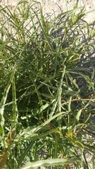 Malacothrix saxatilis tenuifolia