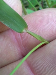 Dichanthelium ensifolium