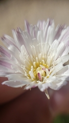 Malacothrix saxatilis tenuifolia