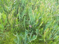 Andromeda polifolia glaucophylla
