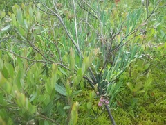 Andromeda polifolia glaucophylla
