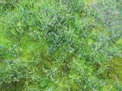 Andromeda polifolia glaucophylla