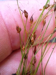 Rhynchospora rariflora