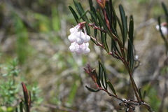 Andromeda polifolia glaucophylla