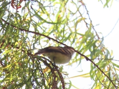 Mecocerculus leucophrys