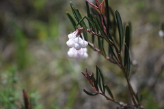 Andromeda polifolia glaucophylla