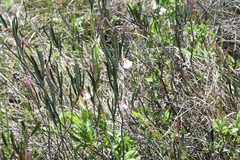Andromeda polifolia glaucophylla