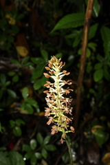Cranichis ciliata