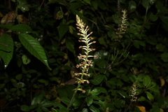 Cranichis ciliata