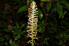 Cranichis ciliata