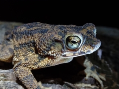 Rhinella beebei
