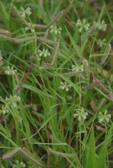 Dactyloctenium radulans