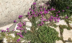 Spergularia purpurea