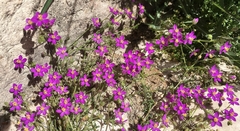 Spergularia purpurea