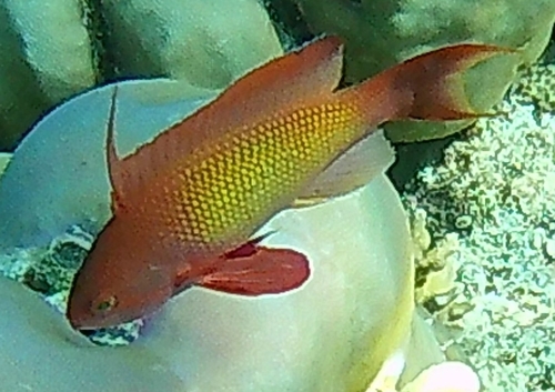 Lyretail Anthias