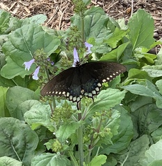 Papilio troilus
