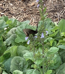 Papilio troilus
