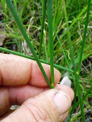 Juncus brachycarpus