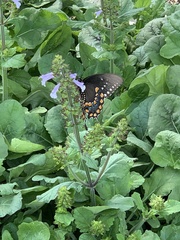Papilio troilus