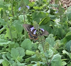Papilio troilus
