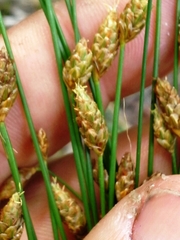 Eleocharis tuberculosa