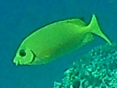 Siganus corallinus