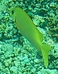 Siganus corallinus