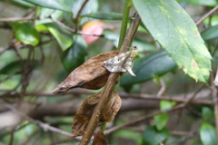 Triptiloides laeta